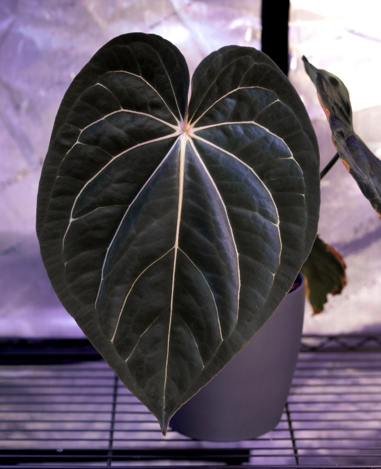 Our favorites – PhytoRot Plant Company