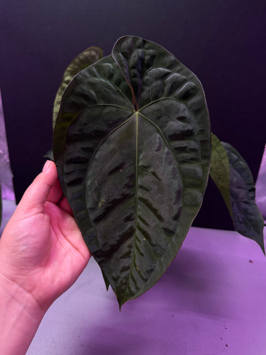 (#836) A. (AOS x BVEP) x pap “Voldemort” in cataphyll
