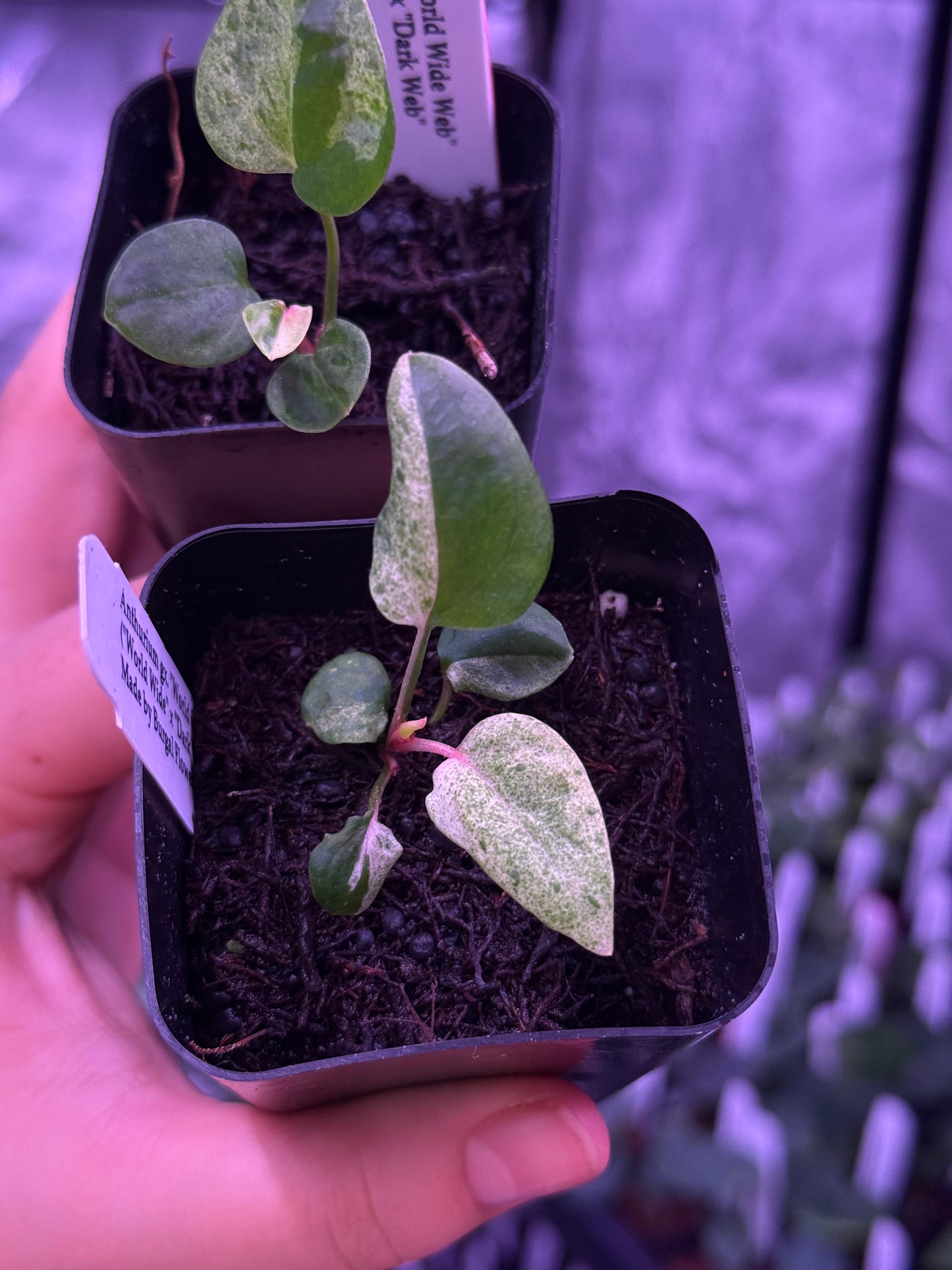 (Exact plants) Variegated World Wide Web