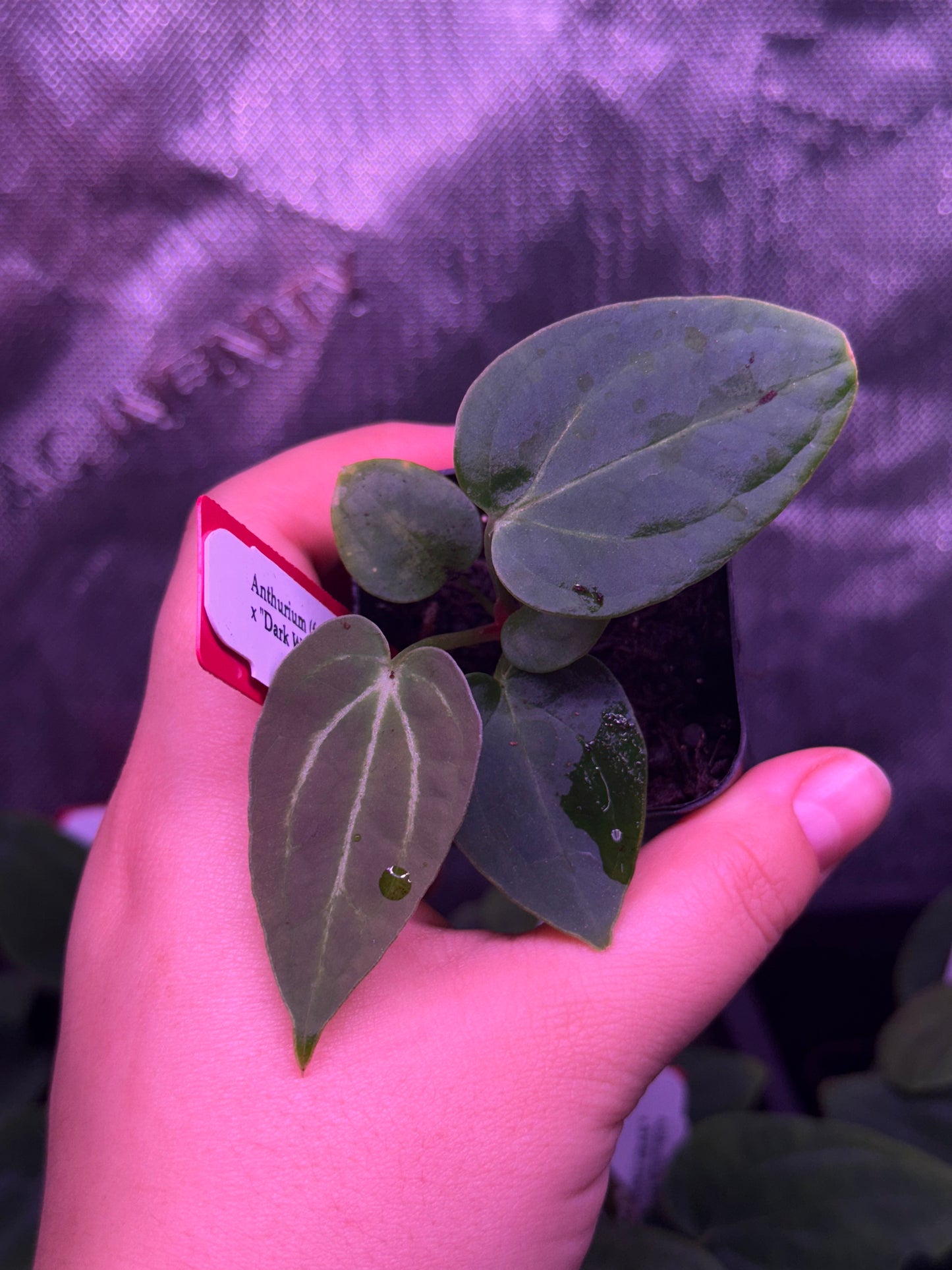 Growers Choice: Anthurium (forgetii x BVEP) x "Dark Web" seedling