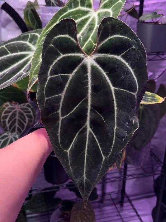 (#858) A. besseae aff x BVEP RA5