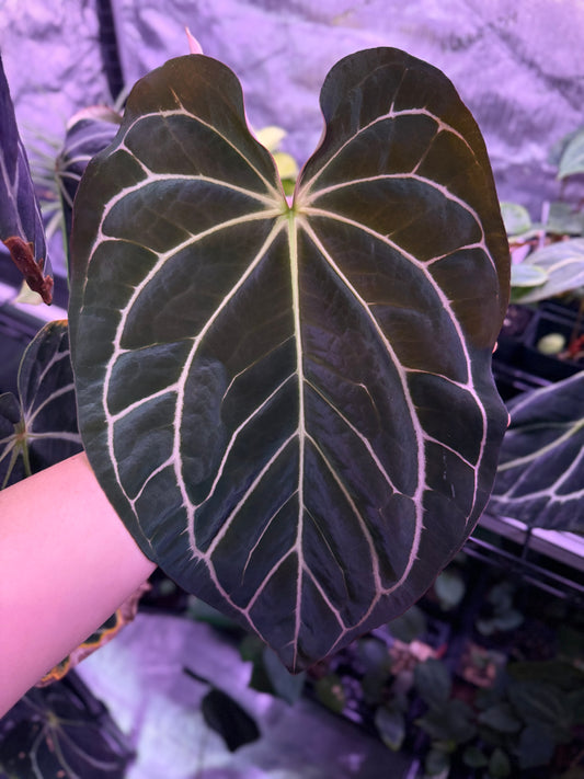 (#1547) Anthurium carlablackiae x antolakii (BVEP)