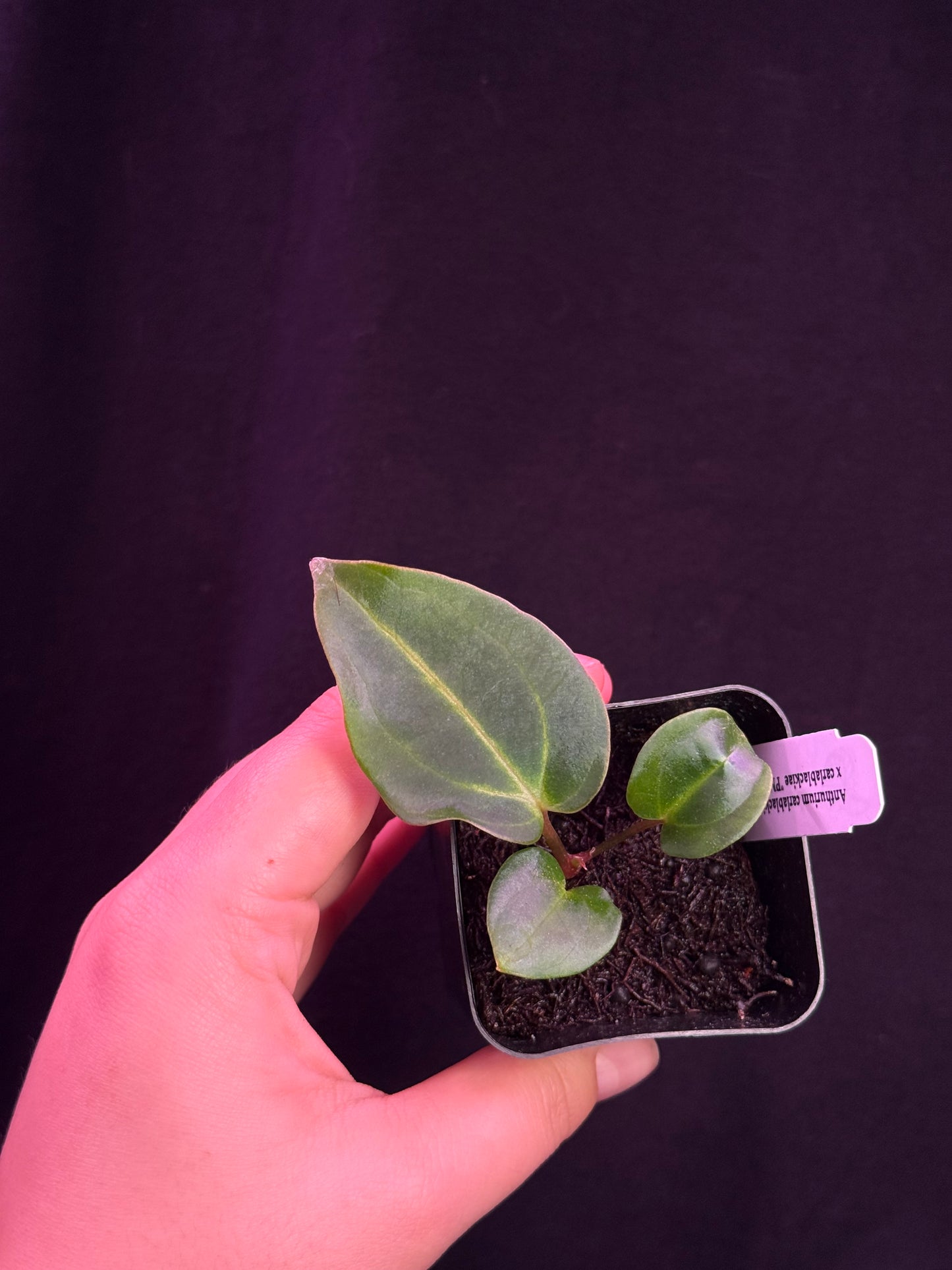 (#859) Anthurium carlablackiae “T1” x carlablackiae "PM1"