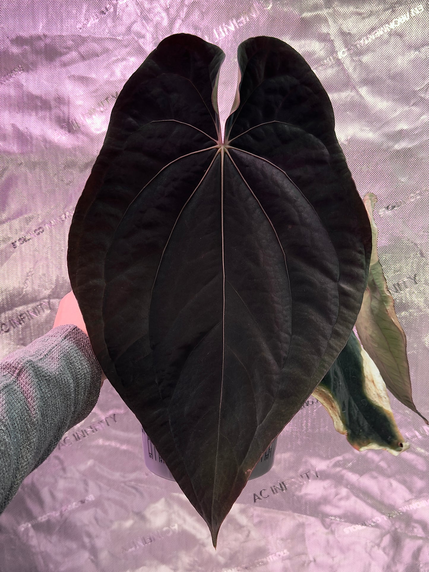 (#517) Anthurium NoID “Dark Web” x BVEP “RA5”
