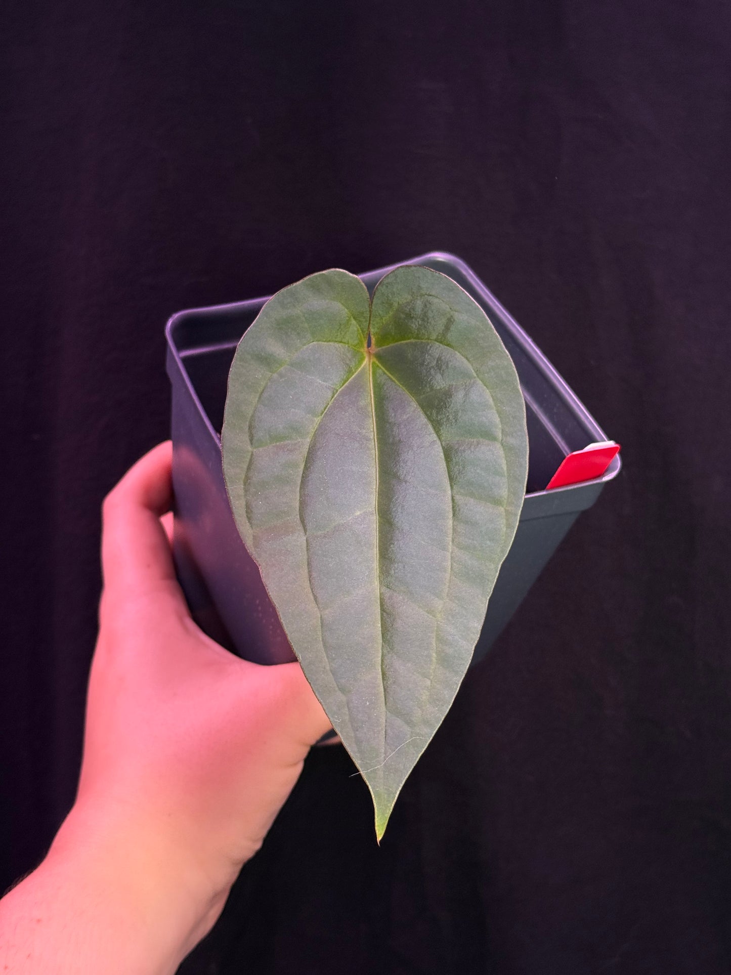 (#854) *select* Anthurium (papillilaminum x BVEP) x (Red Crystallinum x debilis)