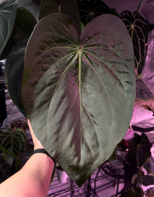 Growers choice: Anthurium (carla x (cerro x pap)) x carlablackiae (SKG) seedling