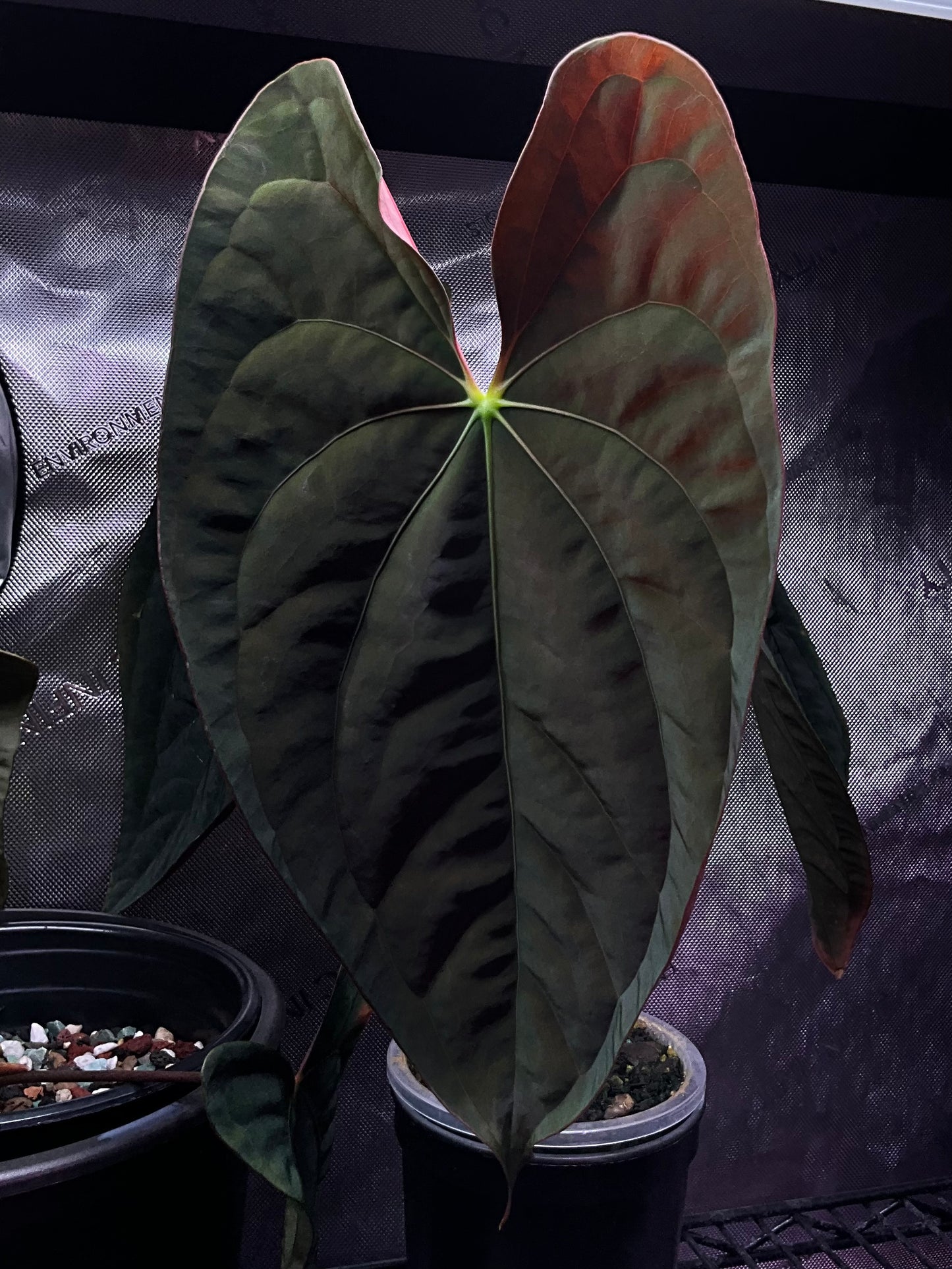 Growers choice: papillilaminum x (pap x antolakii)