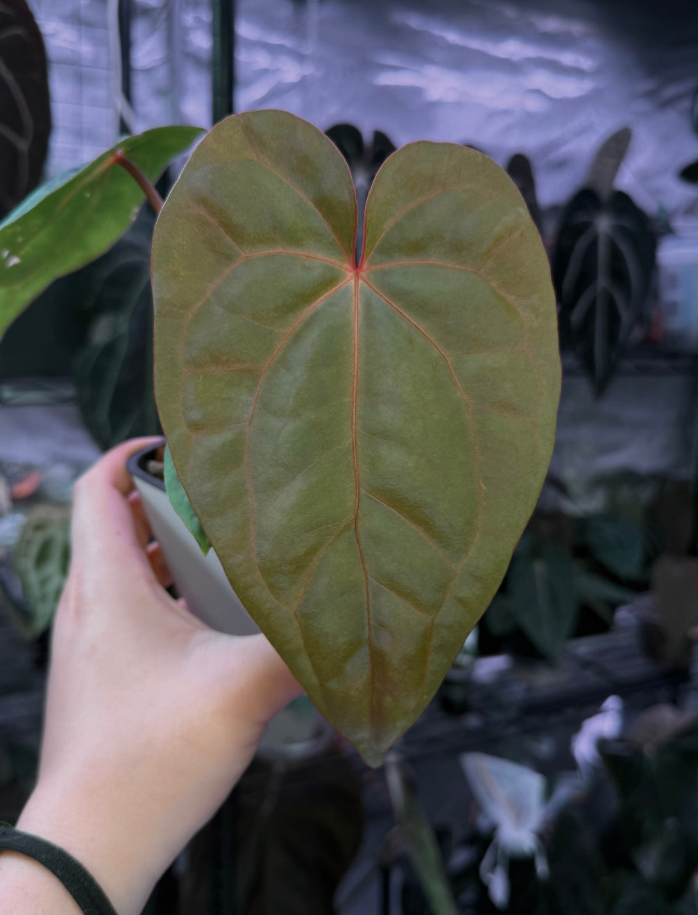 (#514) Anthurium carlablackiae x ((