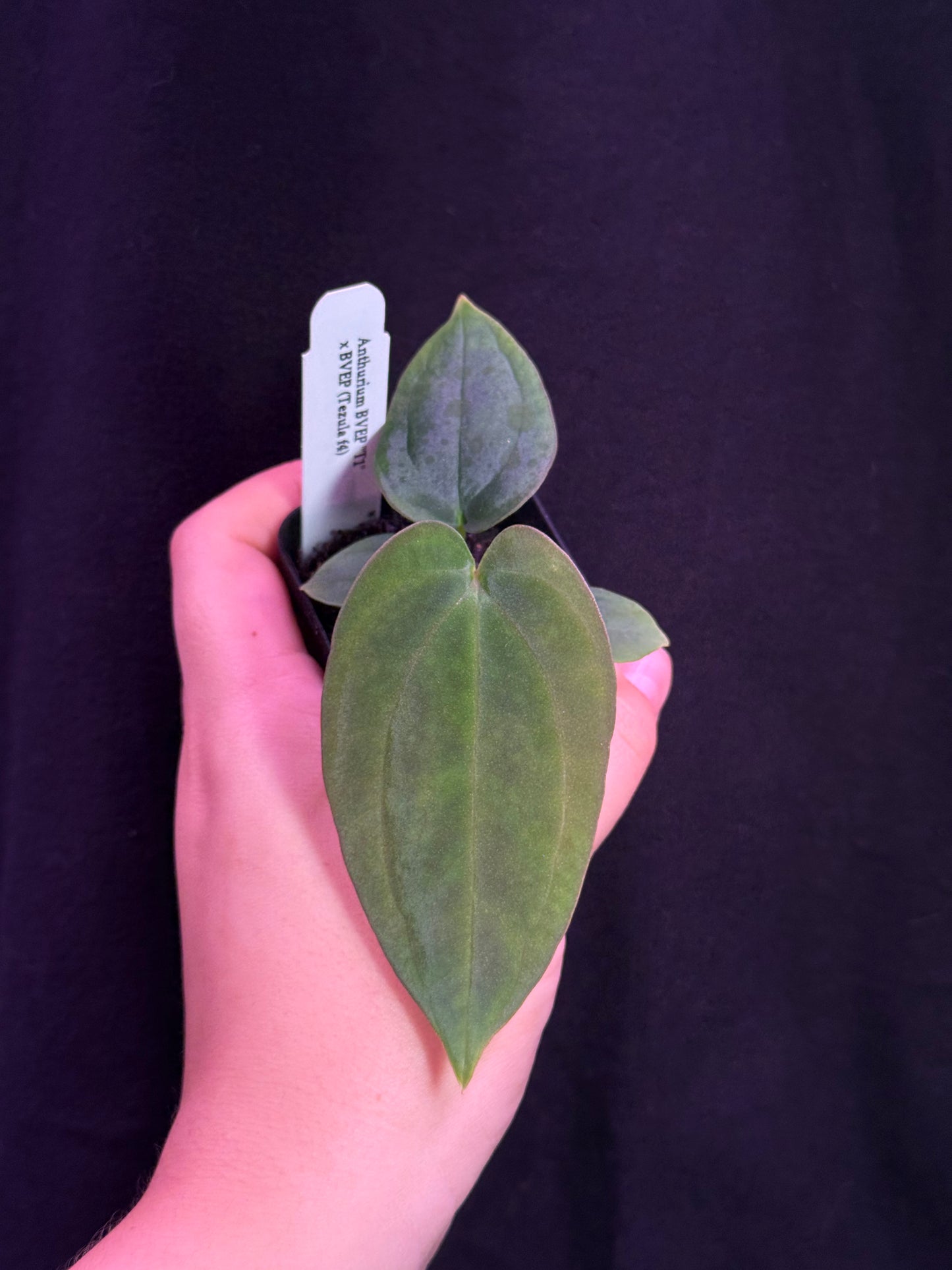 (#846) Anthurium antolakii “T1” x antolakii “Tezula f4”
