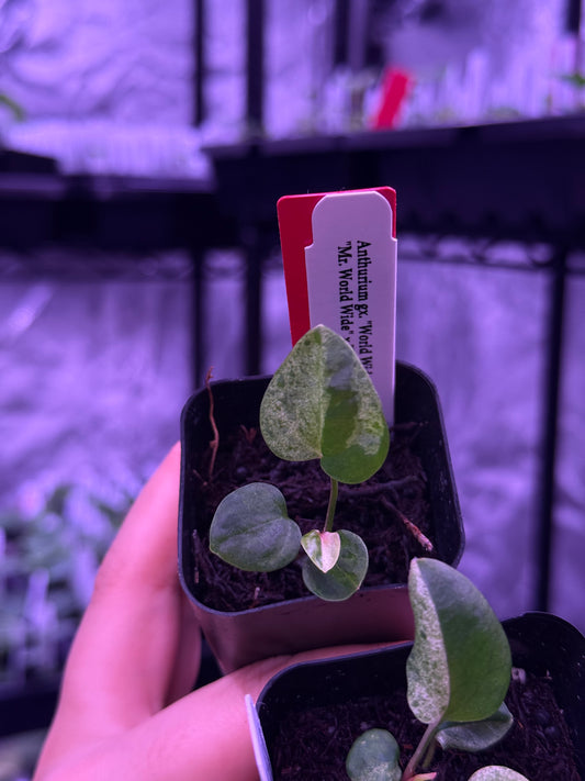 (Exact plants) Variegated World Wide Web
