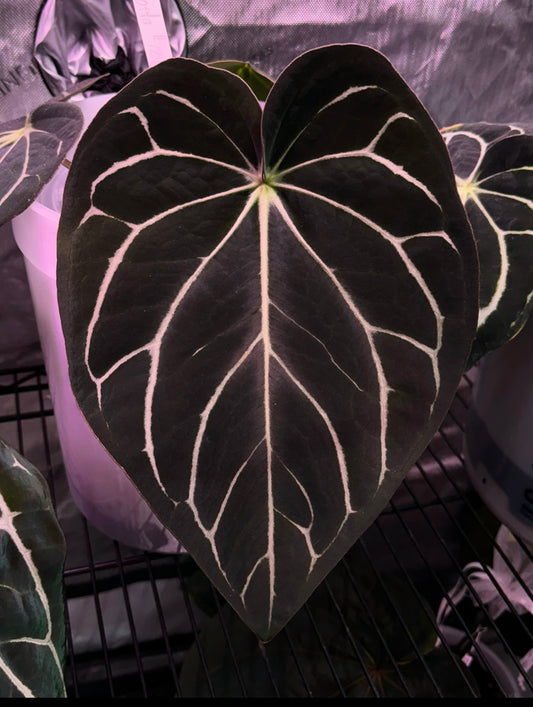 Growers choice: A. carlablackiae “P1” x “RA12” seedling