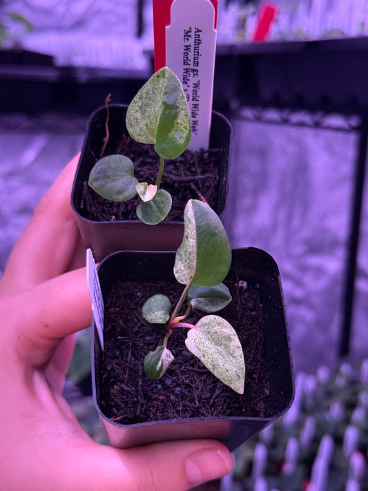 (Exact plants) Variegated World Wide Web