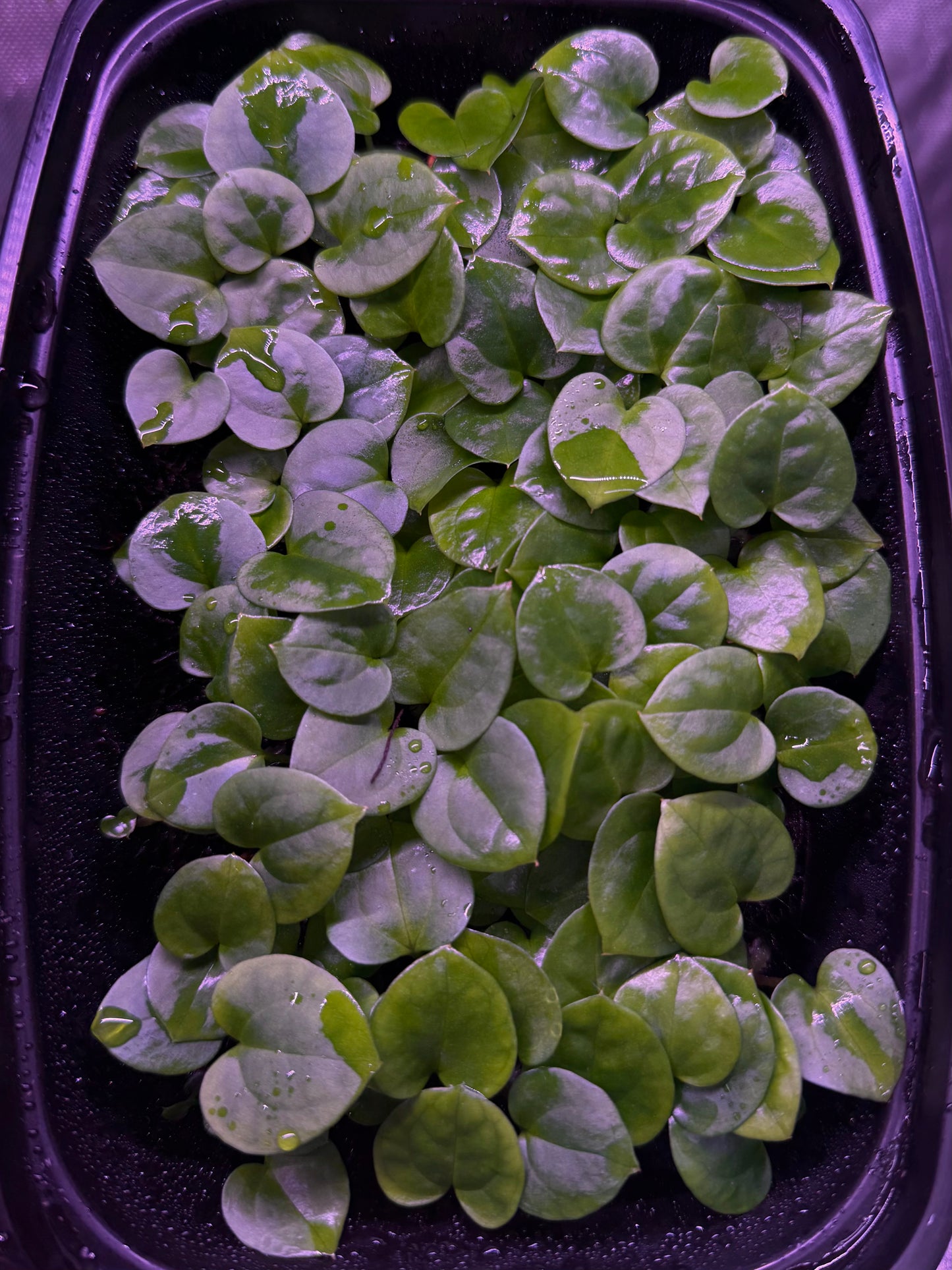Set of 10 Anthurium carlablackiae x (BVEP x debilis) sprouts
