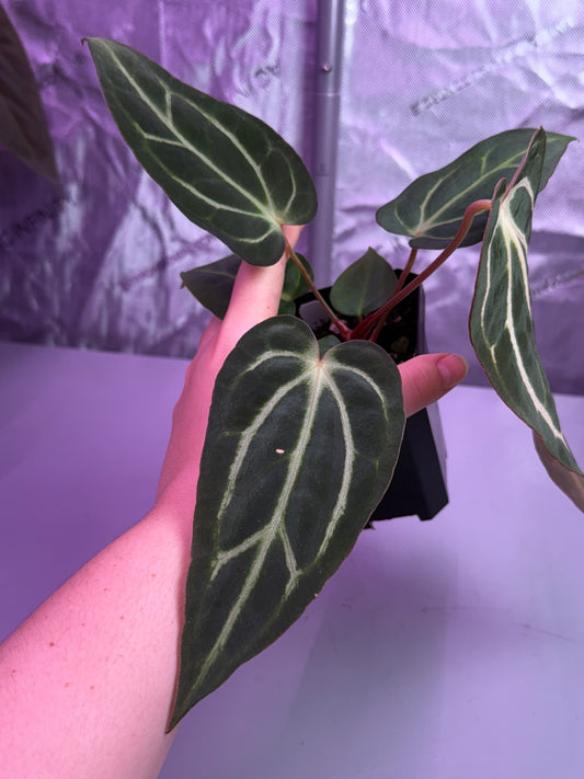 (#1449) Anthurium carlablackiae