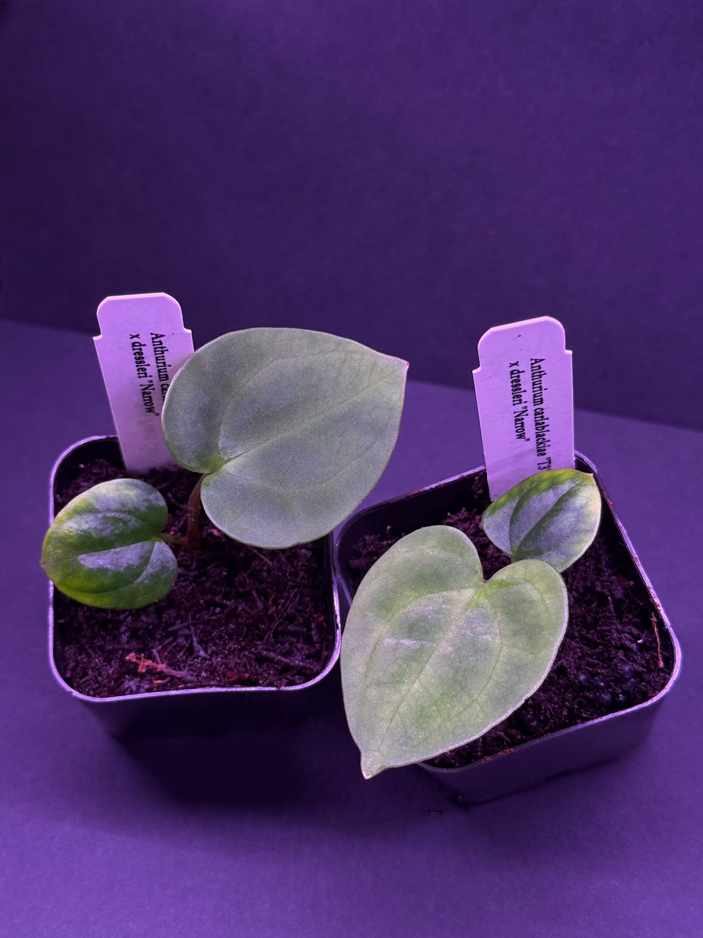 Growers choice: Anthurium carlablackiae x dressleri “Narrow” seedling