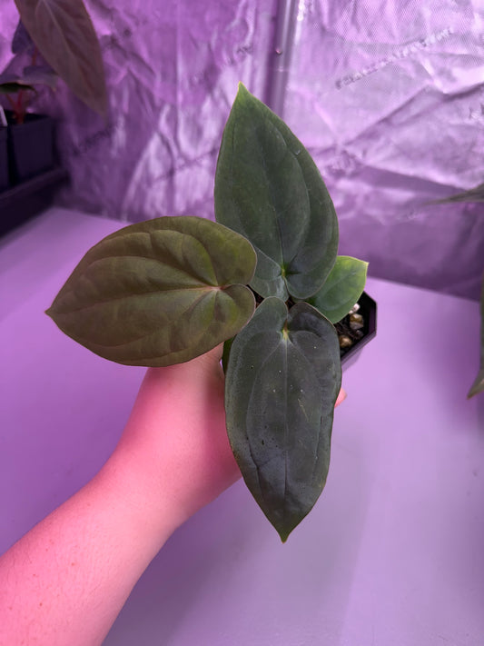 (#1453) Anthurium antolakii (BVEP)