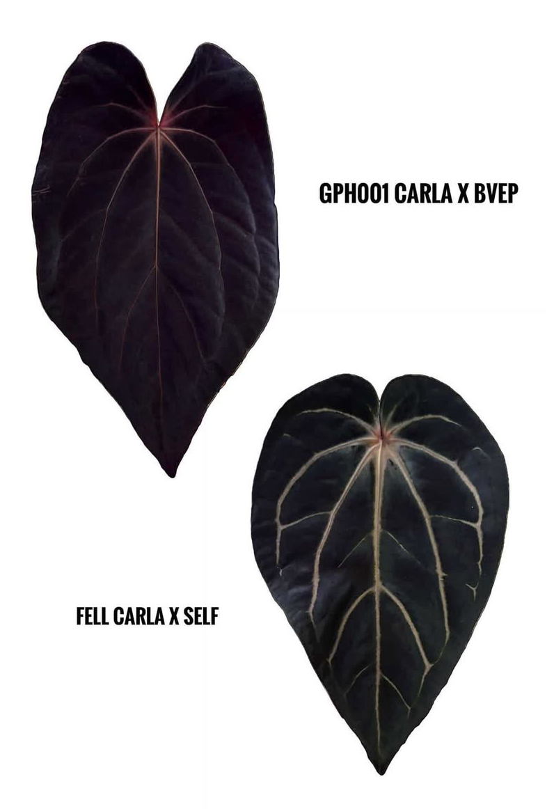 (#1456) Anthurium (carla x BVEP) x (carla “Fell” s1) by @jungledeluxe