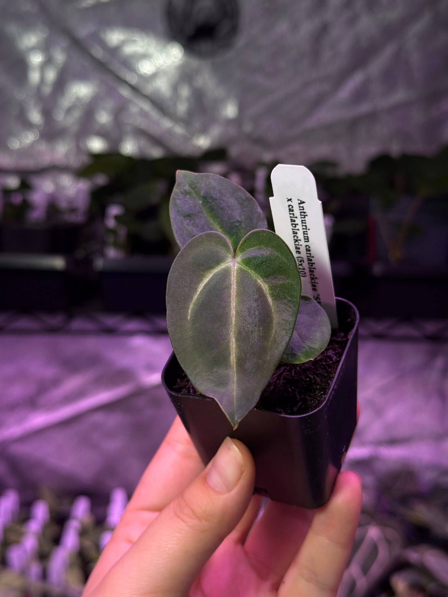Growers choice: Anthurium carlablackiae “SKG” x carlablackiae (5x10) seedling