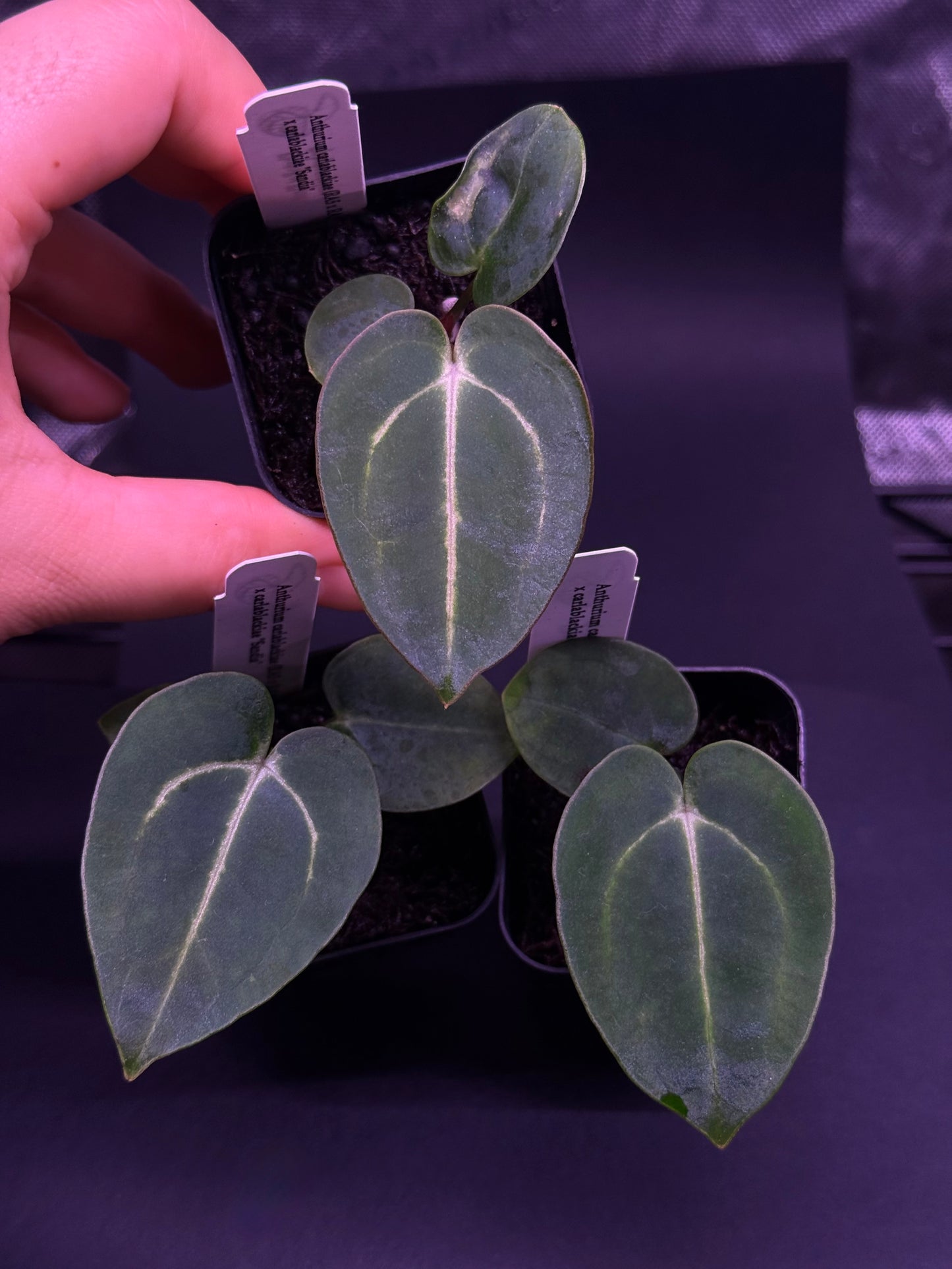 Growers choice: Anthurium carlablackiae (5x10) x carlablackiae “Sandía” seedling
