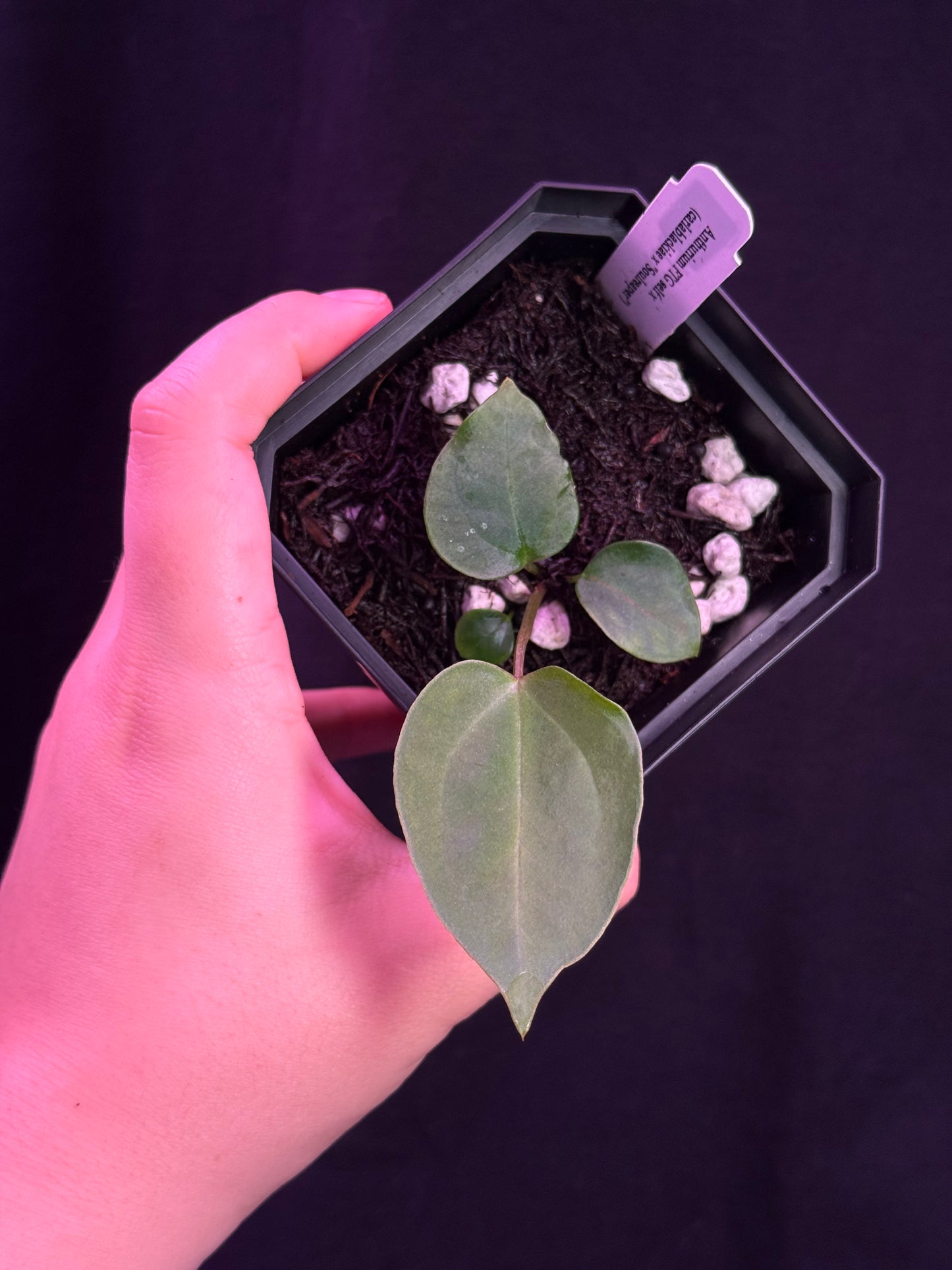 (#850) Anthurium FTG s1 x (carlablackiae x "Soul Reaper")