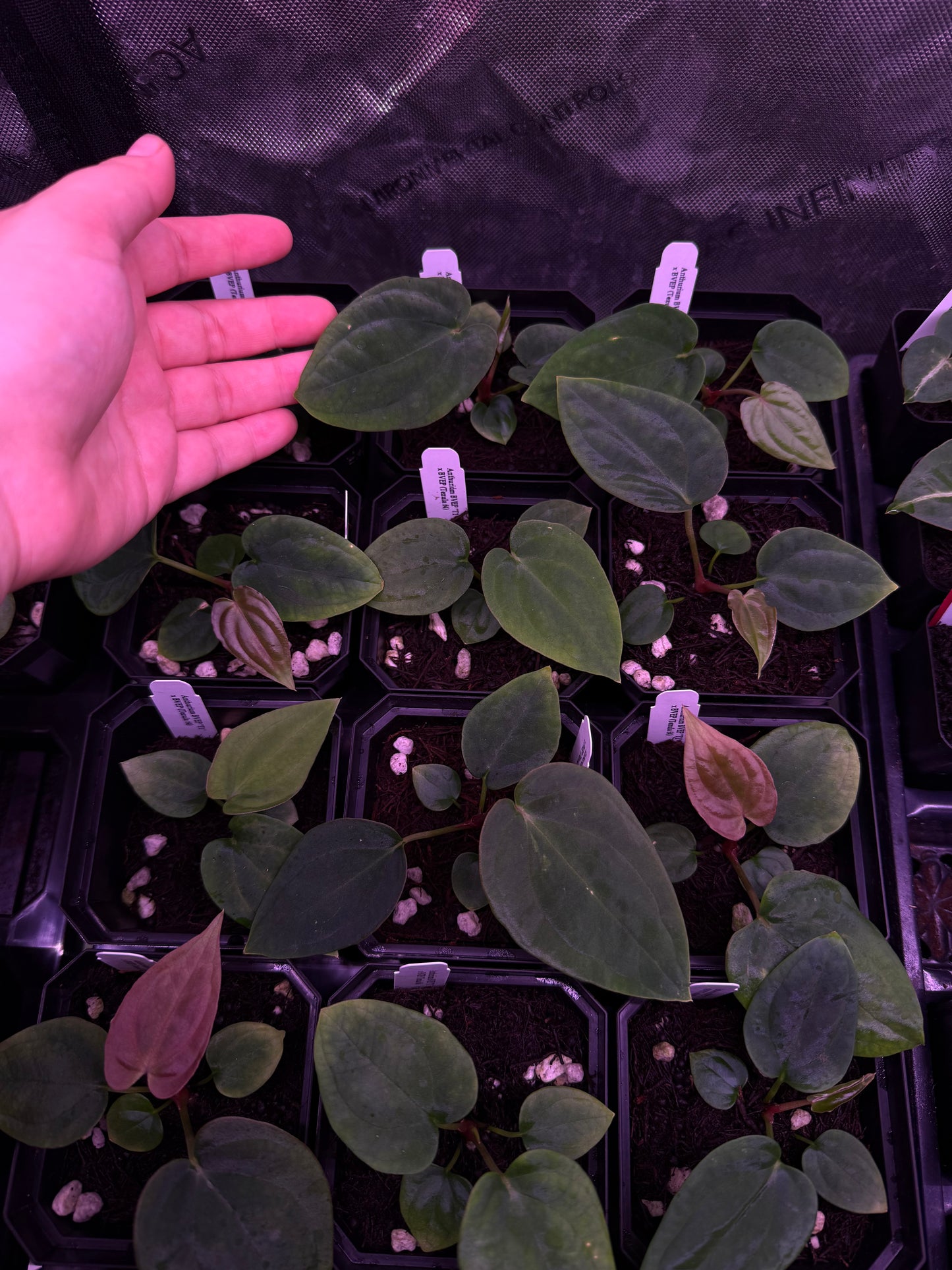 Growers Choice: Anthurium antolakii “T1” x antolakii “Tezula f4” seedling