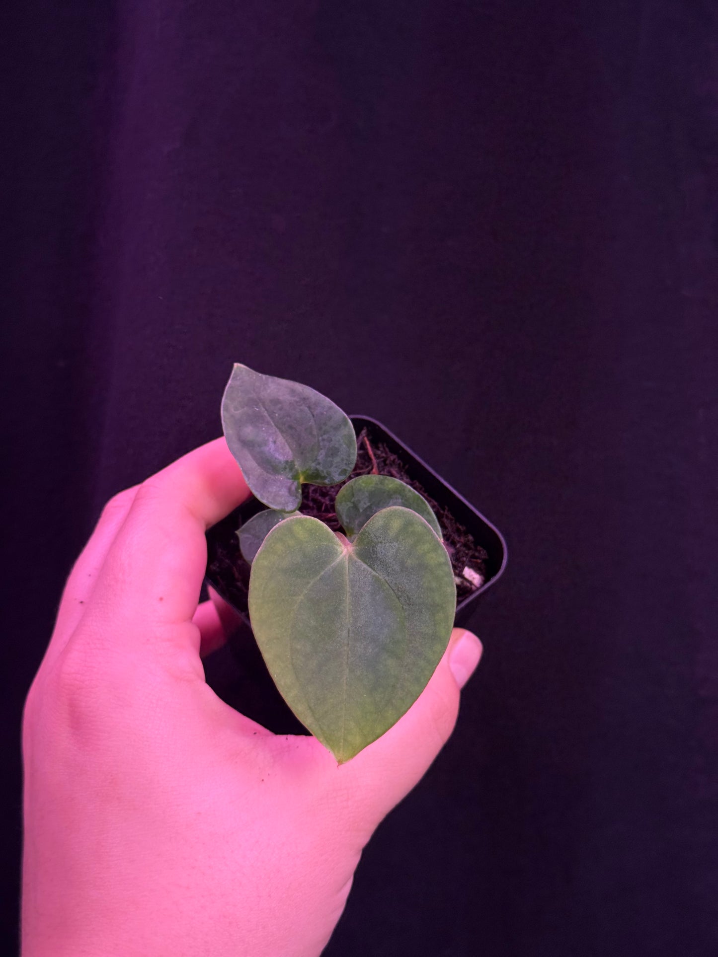 Growers choice: papillilaminum x (pap x antolakii)
