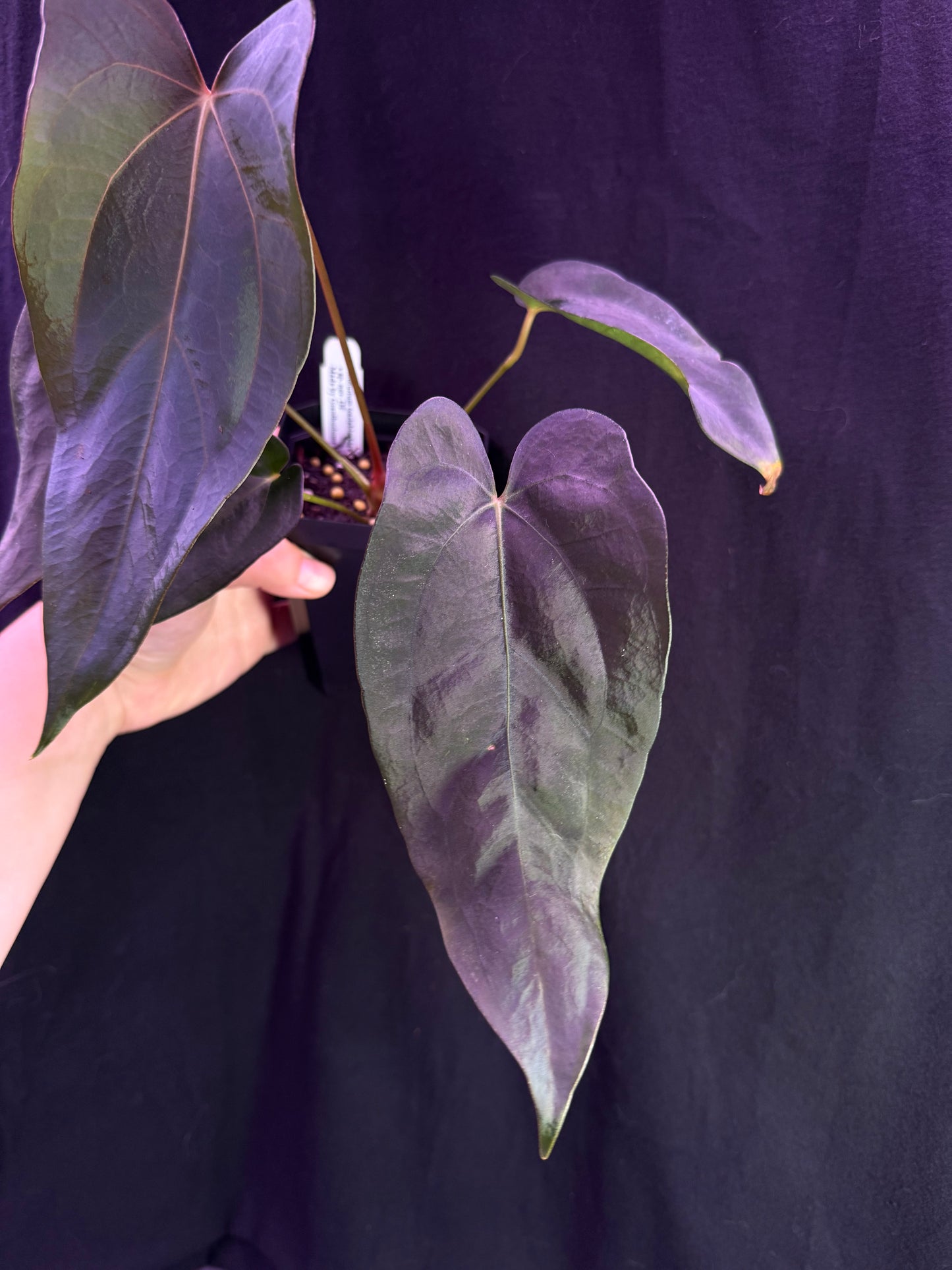 (#845) Anthurium (carlablackiae x portillae) x sp. nov. DF