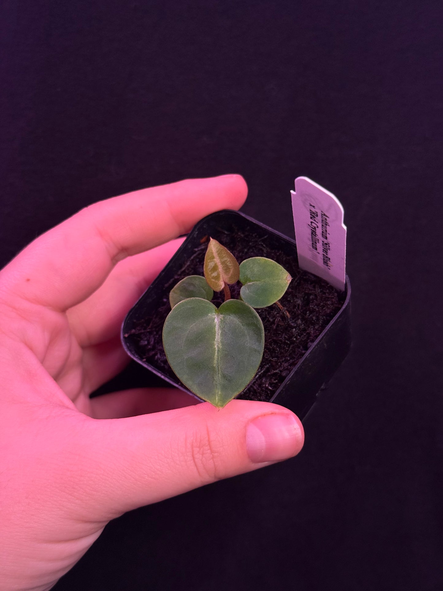 Growers choice: “Silver Blush” x “Red Crystallinum” seedling