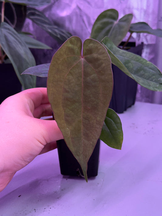 (#1548) Anthurium (AOS x BVEP) x dressleri RG