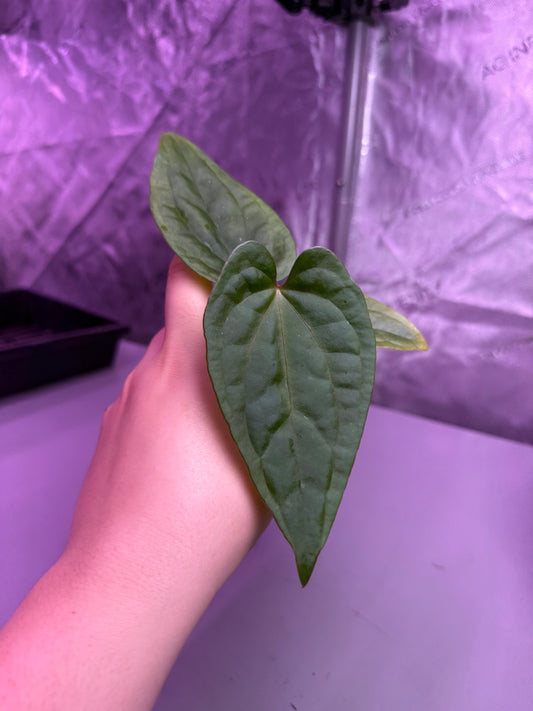 (#1462) Anthurium “Red Vein Dark Pheonix” x debilis by @Max_Aroids