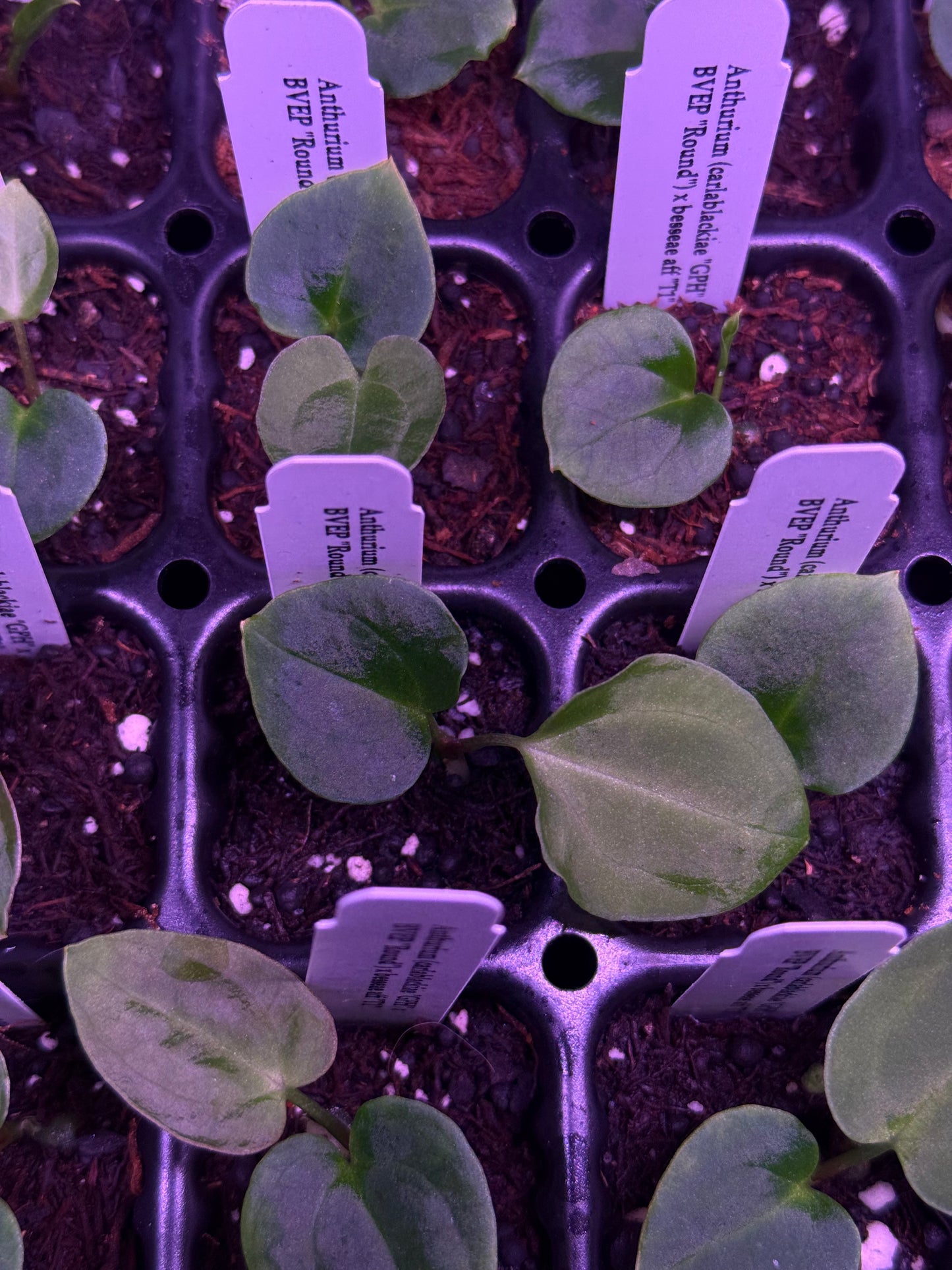 *NEW* Growers choice: (BVEP “Round” x carlablackiae “GPH001”) x besseae aff “T1” seedling