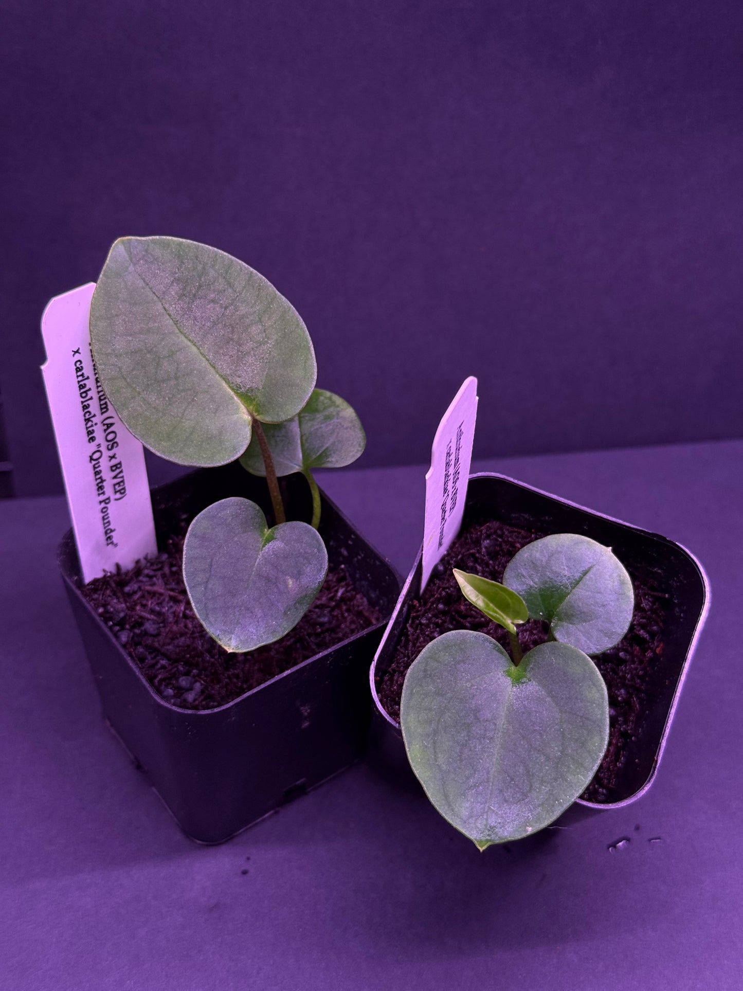Growers choice: (AOS x BVEP) x carlablackiae “Quarterpounder”