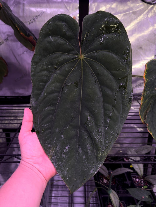 Growers choice: Anthurium carlablackiae x dressleri “Narrow” seedling