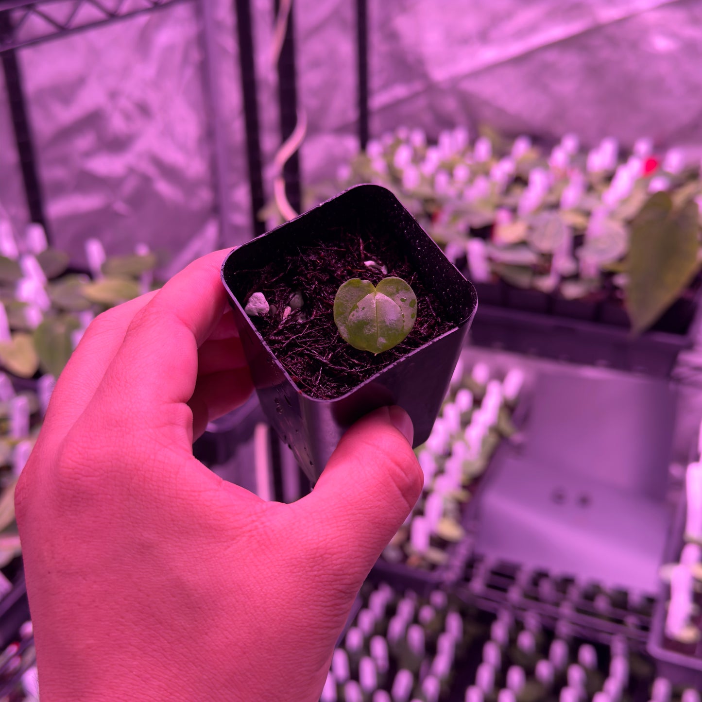 Growers choice: Anthurium "Black Raisin" x antolakii "Tezula f4" sprout