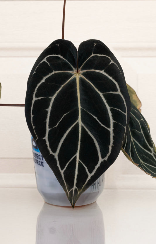 Growers choice: Anthurium carlablackiae x dressleri “Narrow” seedling