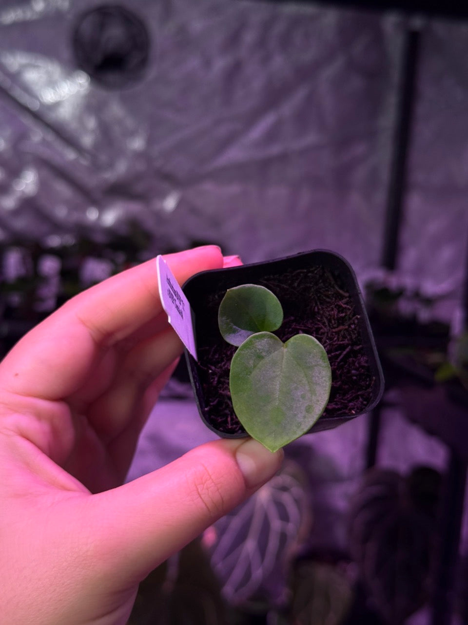 Growers Choice: Anthurium antolakii “T1” x antolakii “Tezula f4” seedling