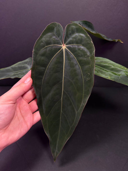 (#855) Anthurium carlablackiae “T3” x dressleri “Narrow” in cataphyll