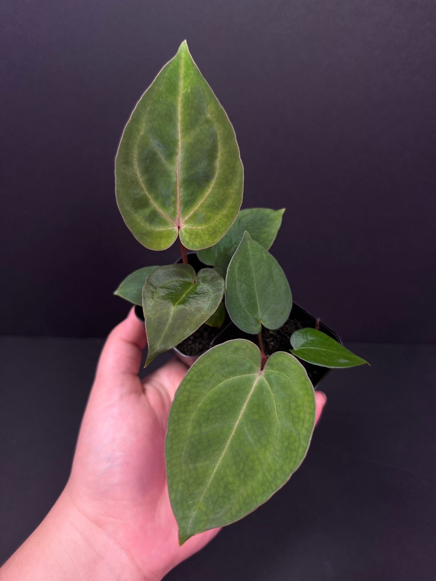 Growers choice: “Wonderboy lineage” x open seedling