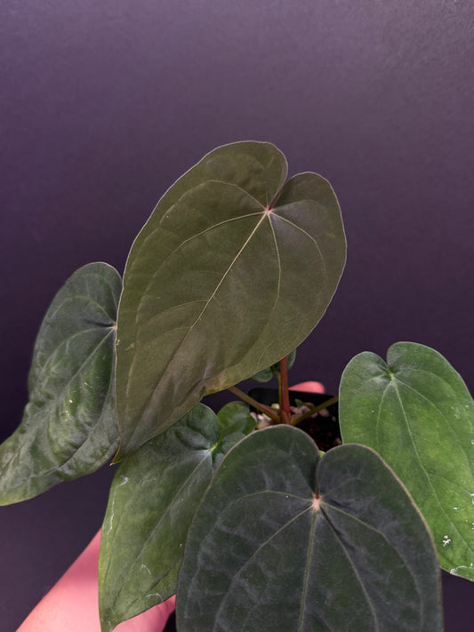 (#859) A. (AOS x BVEP) x dressleri RG “Narrow”