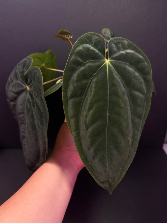 (#861) A. antolakii (BVEP) “T1” x “Tezula F4” in cataphyll