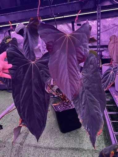 ❕NEW❕Growers choice: Anthurium papillilaminum “Ralph Lynam” clone x papillilaminum “Voldemort”