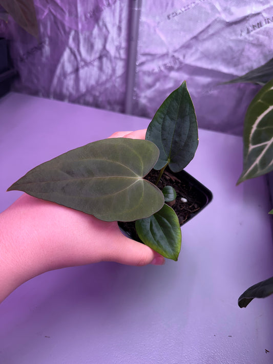 (#1451) Anthurium carlablackiae x dressleri