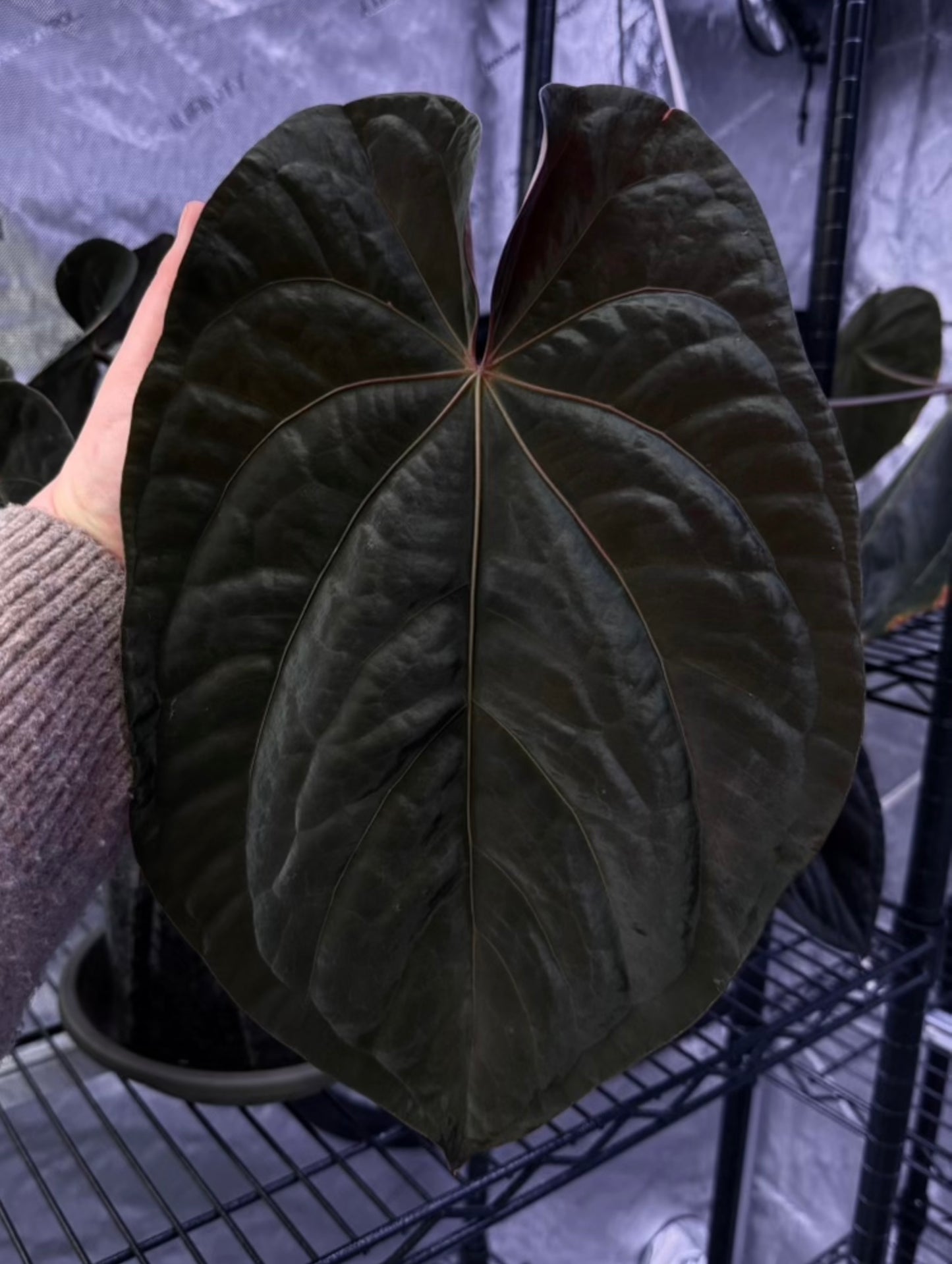 (#853) Anthurium (AOS x BVEP) x papillilaminum "Voldemort"