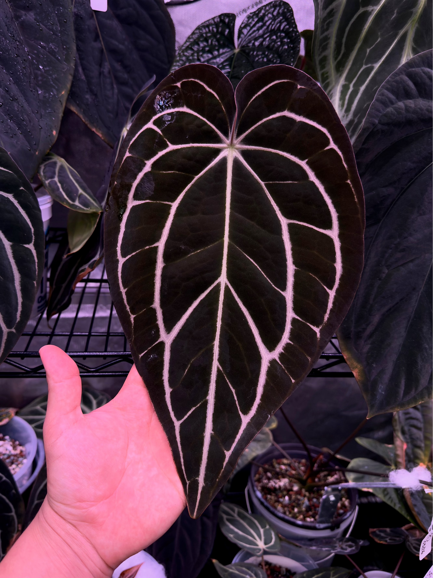 (#841) NEW Anthurium carlablackiae “T5” x carlablackiae "T2"