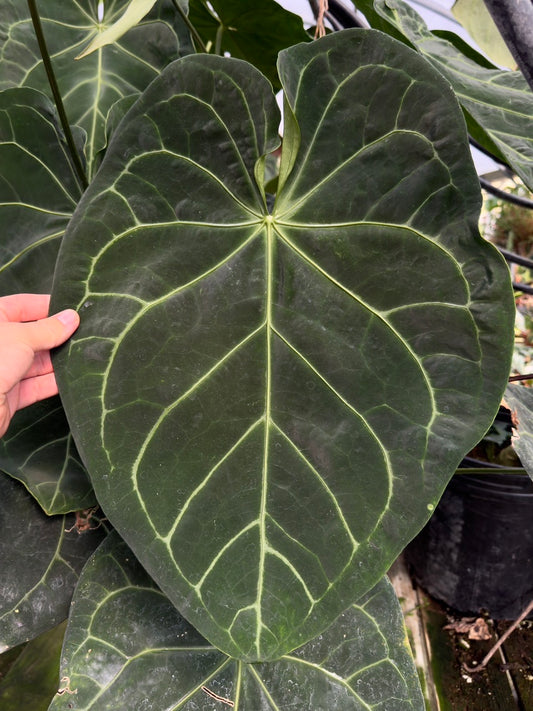 Growers choice: Anthurium magnificum x (Ace of Spades x carlablackiae)