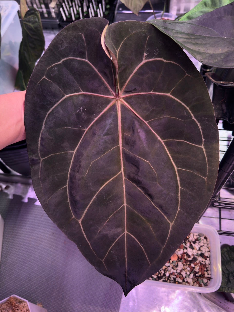 Growers choice: Anthurium magnificum x (Ace of Spades x carlablackiae)