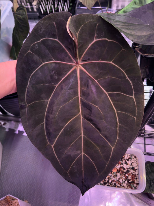 Growers choice: Anthurium magnificum x (Ace of Spades x carlablackiae)