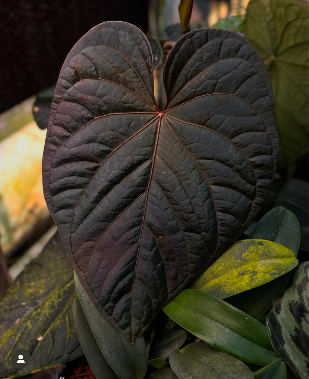 (#854) *select* Anthurium (papillilaminum x BVEP) x (Red Crystallinum x debilis)