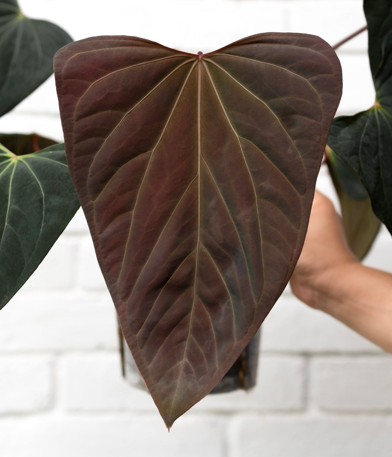 (#855) NEW Anthurium (sp. nov. DF x sp. Napo) x portillae "Dorito"