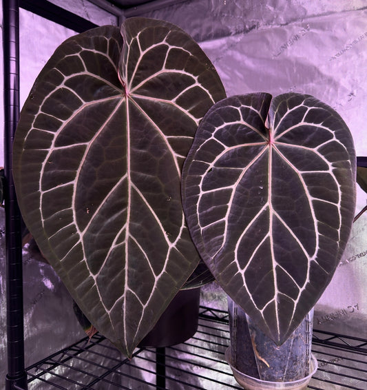 (#1464) Anthurium “Dark Web” self